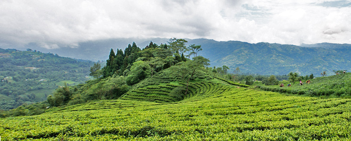 Gurkah Tea Garden Nepal