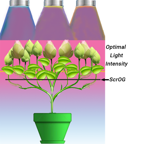 ScrOG blOG™ — topping