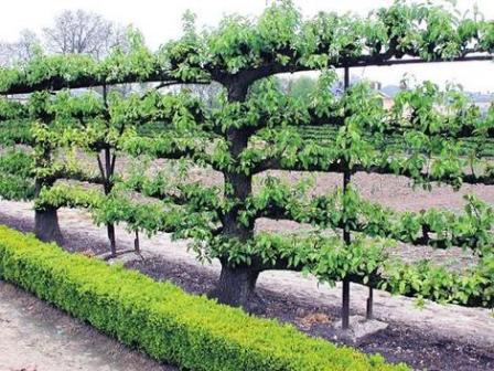 Espalier trees