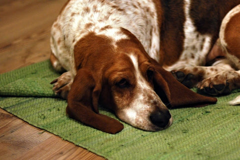 shop non slip rug pads