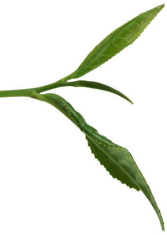 Camellia Sinensis "Bud and Two Leaves"