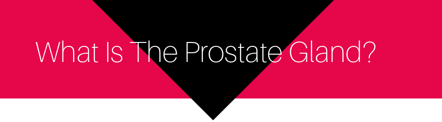 what is the prostate gland?