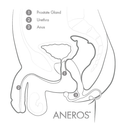 Aneros Prostate