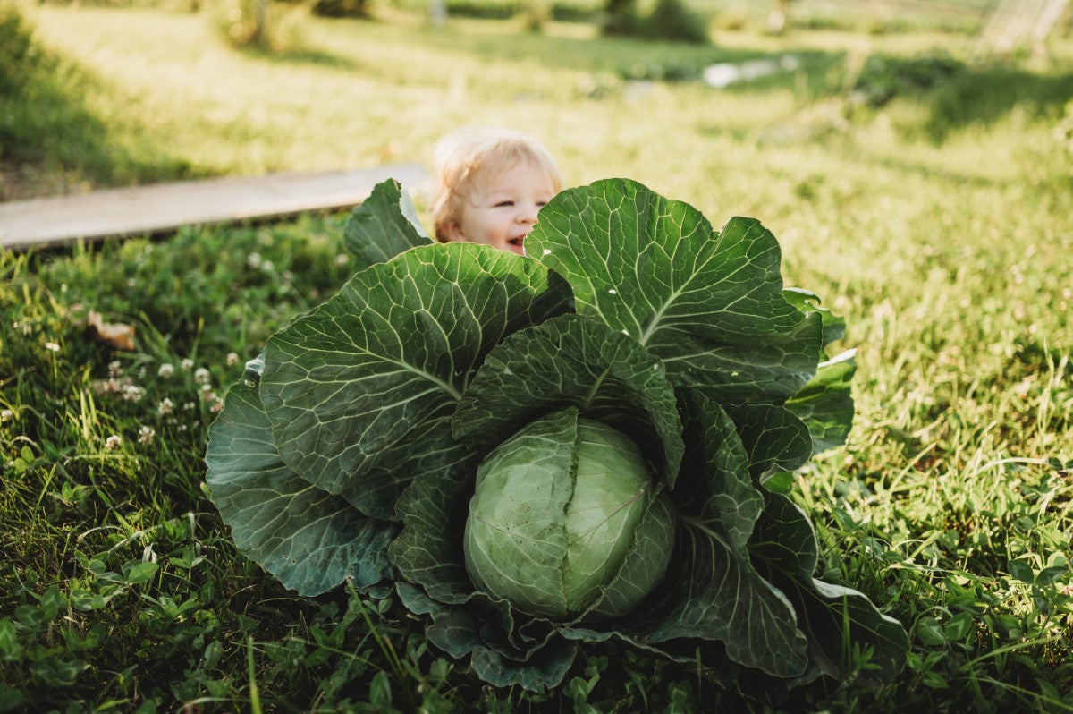 Baby behind a head of cabbage