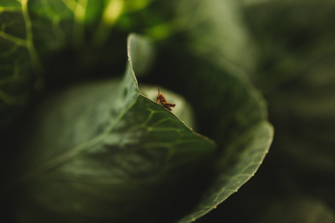 Grasshopper on a cabbage leaf