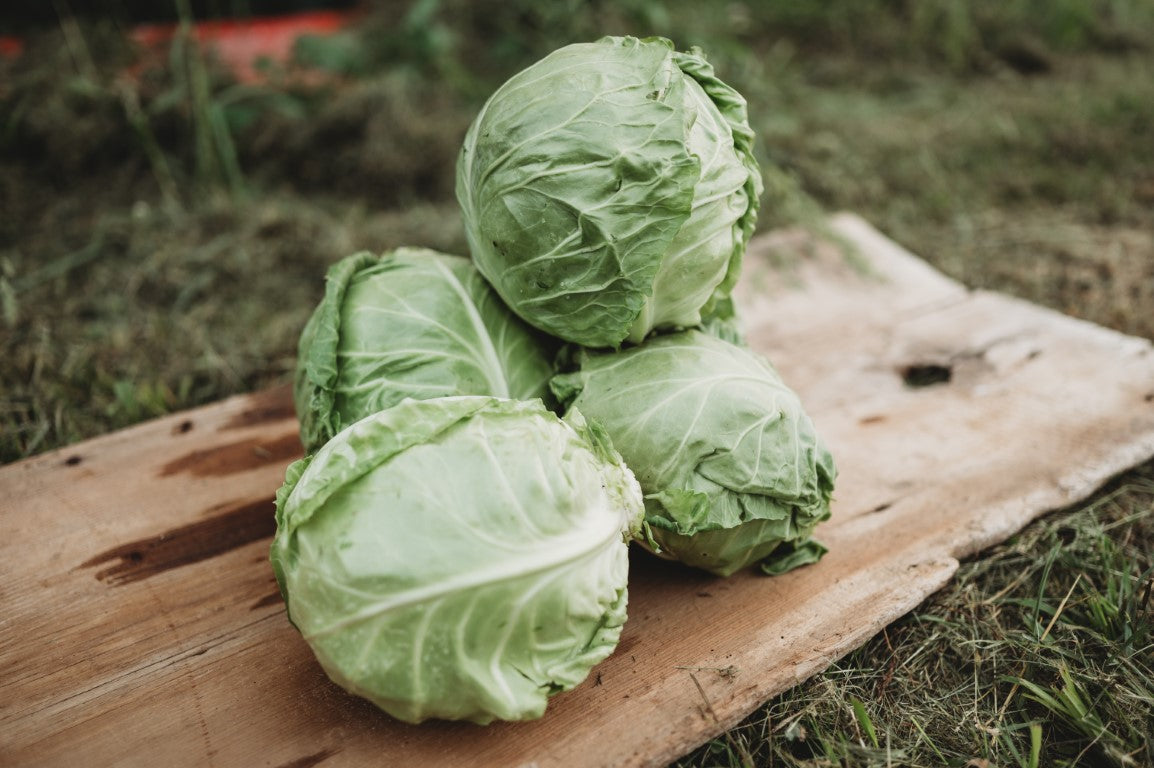 Harvested heads of cabbage
