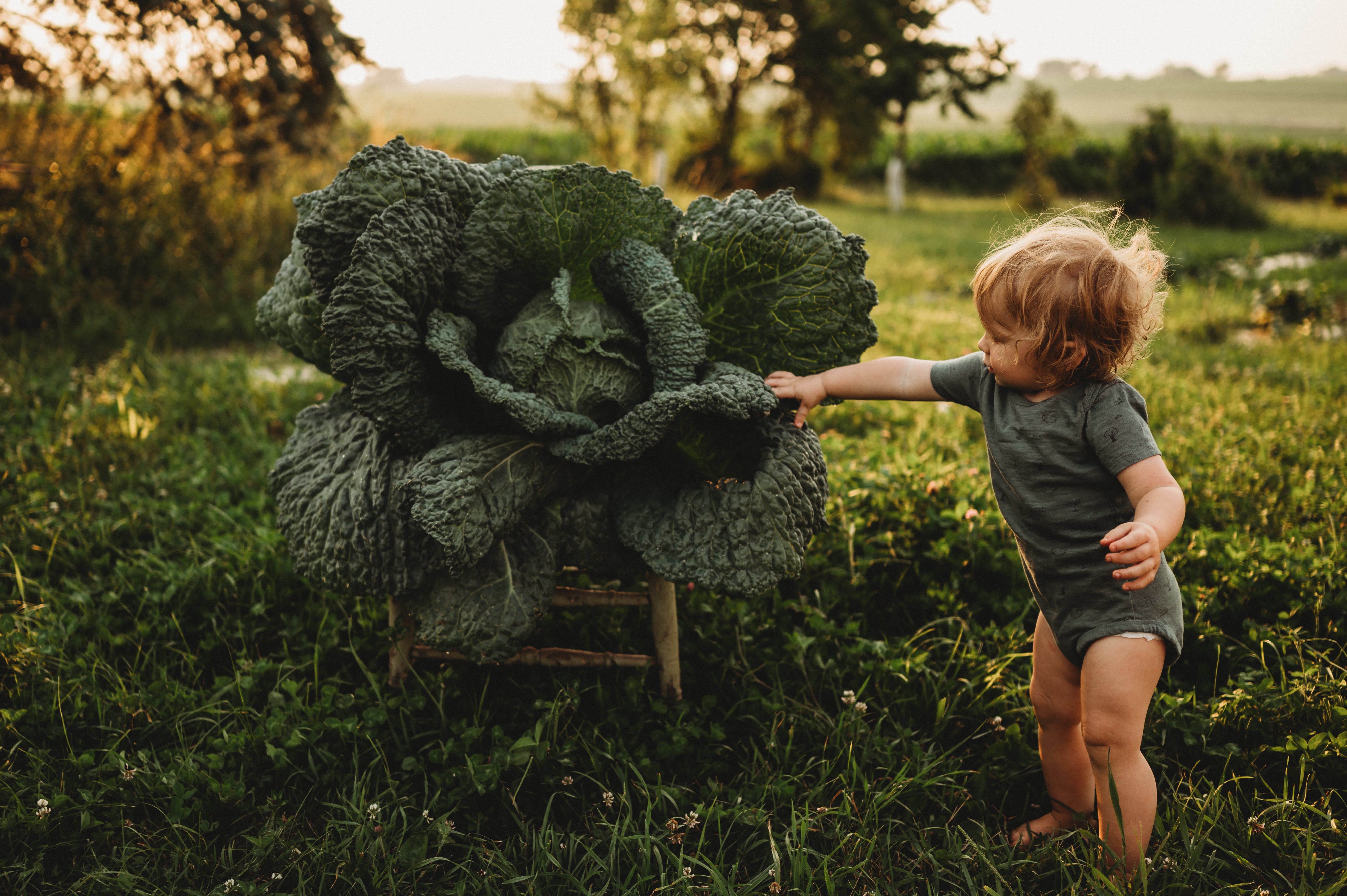 Child reaching for cabbage