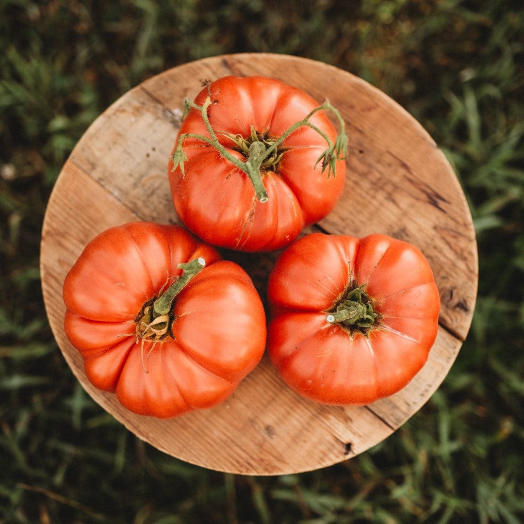 Braziflora Farms - Scarlet eggplant, Jilo Final da colheita #jilo  #VidaDeMineiraNosStates