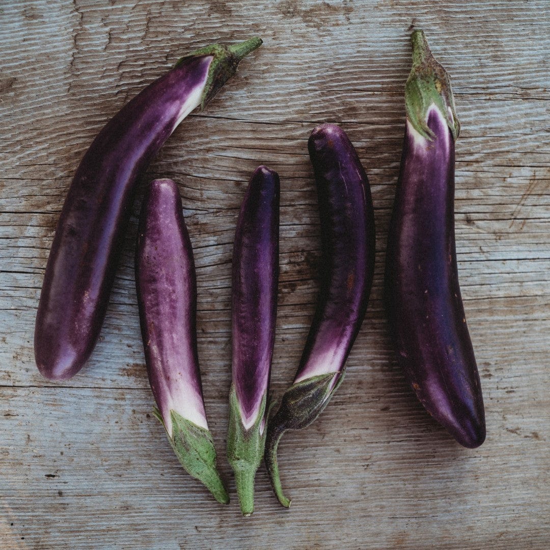 Graines de Gilo, jiló, aubergine africaine Comprido Verde Claro