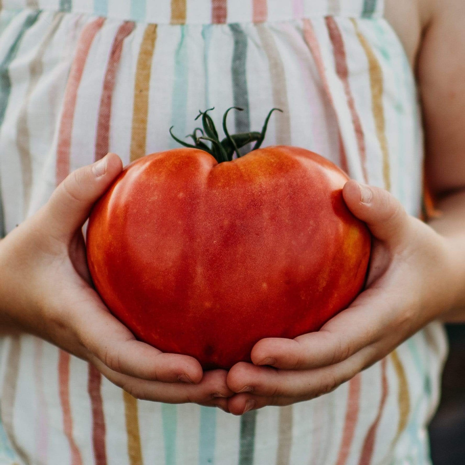 Brazilian Red Eggplant Solanum gilo – Smart Seeds Emporium