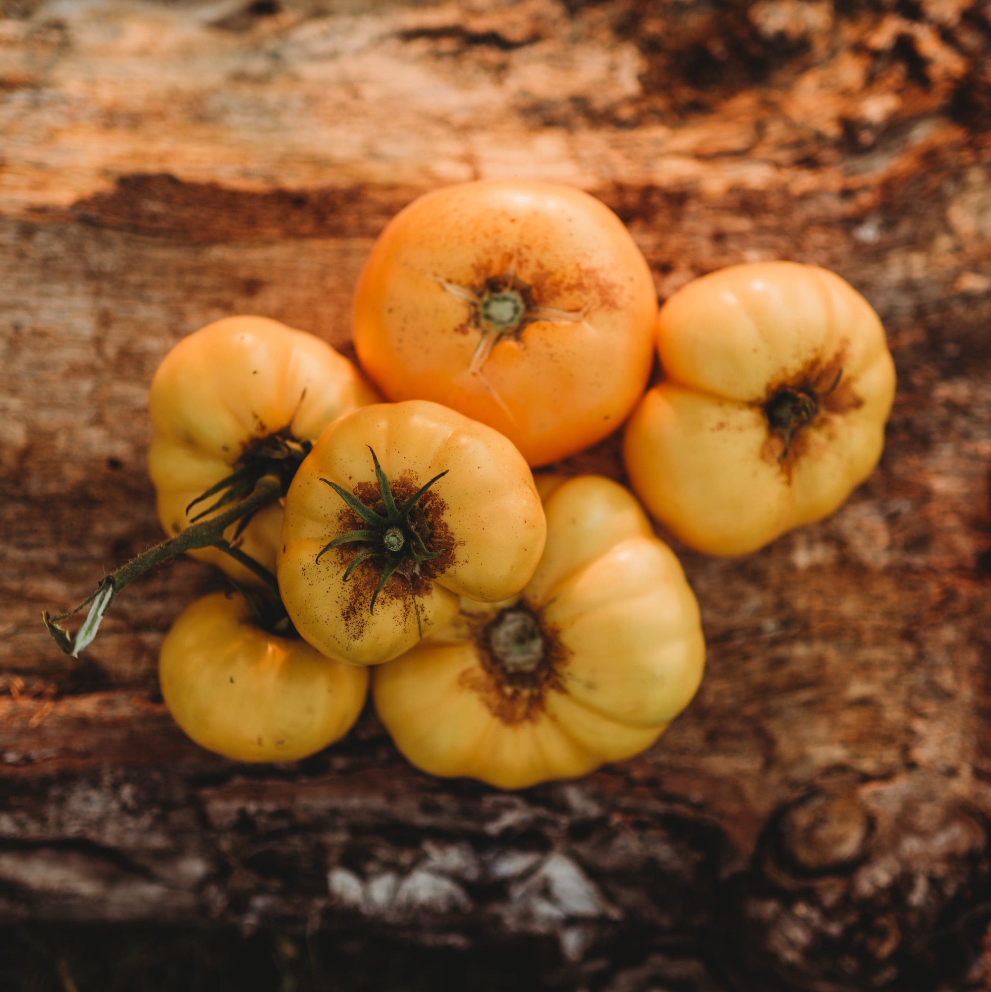 Ed Hume Seeds - Two early, large tomatoes; Silvery Fir Tree (left