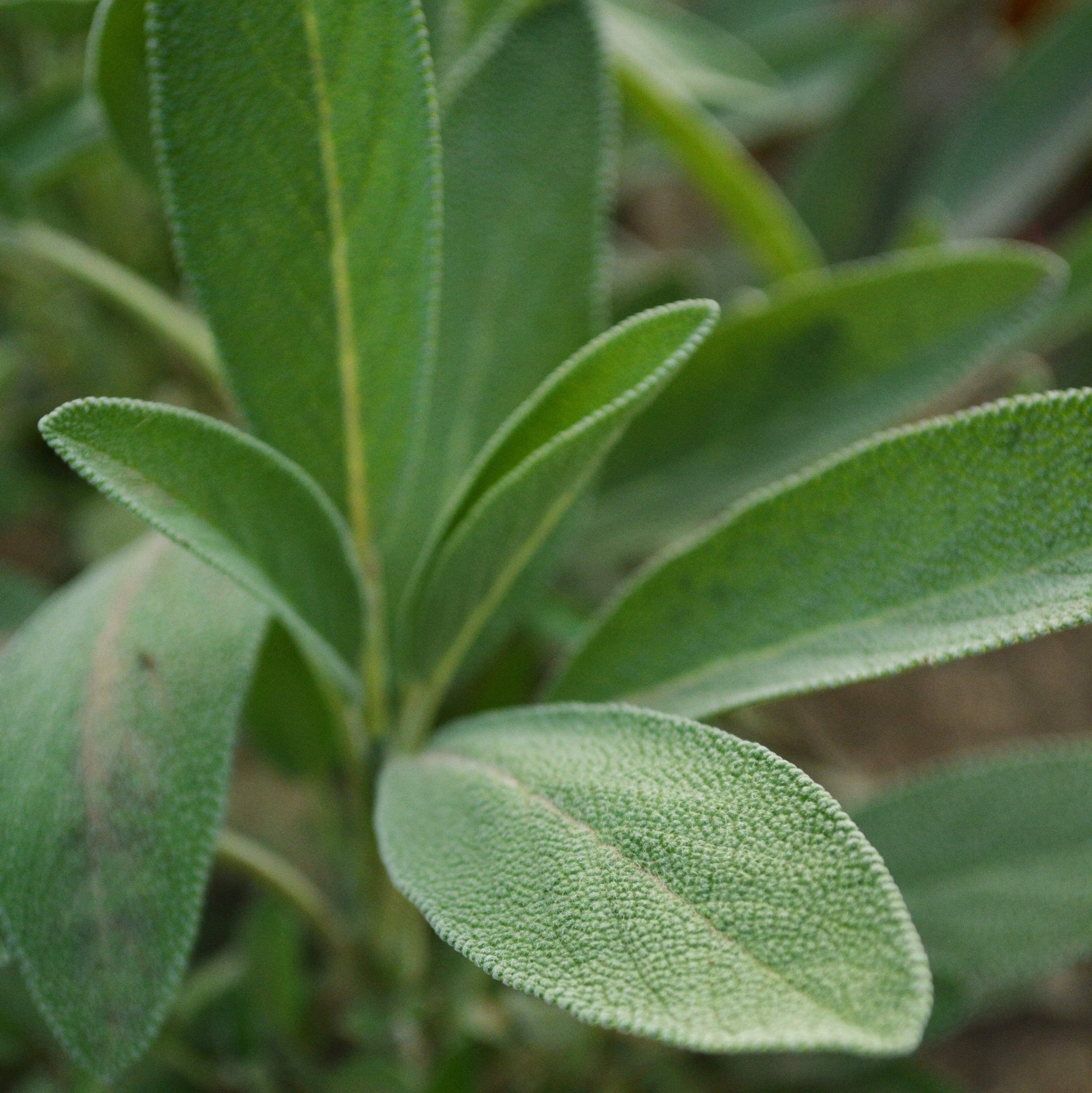 culinary-sage-thresh-seed-co