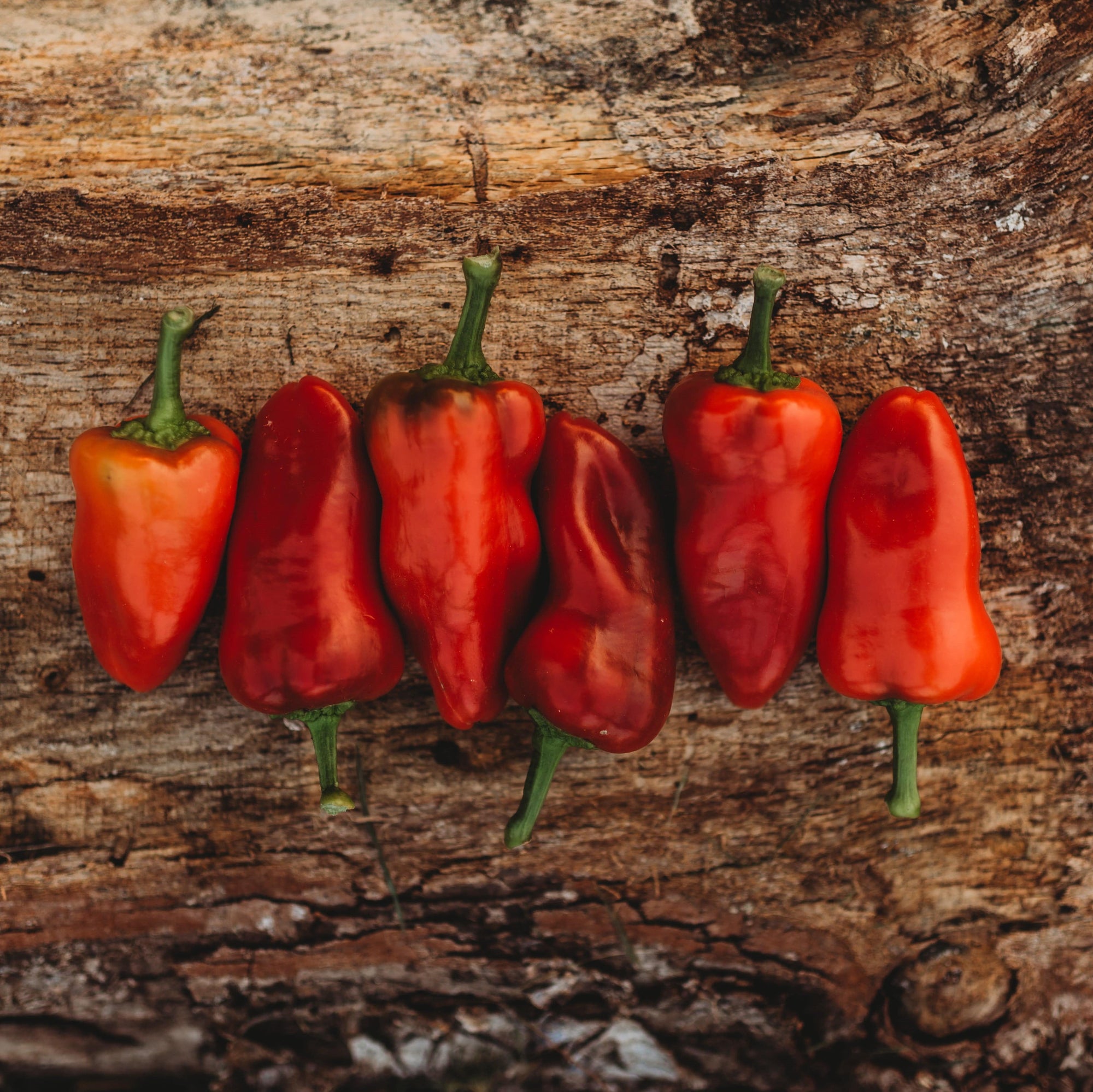 Red Spur Chile Peppers Information and Facts
