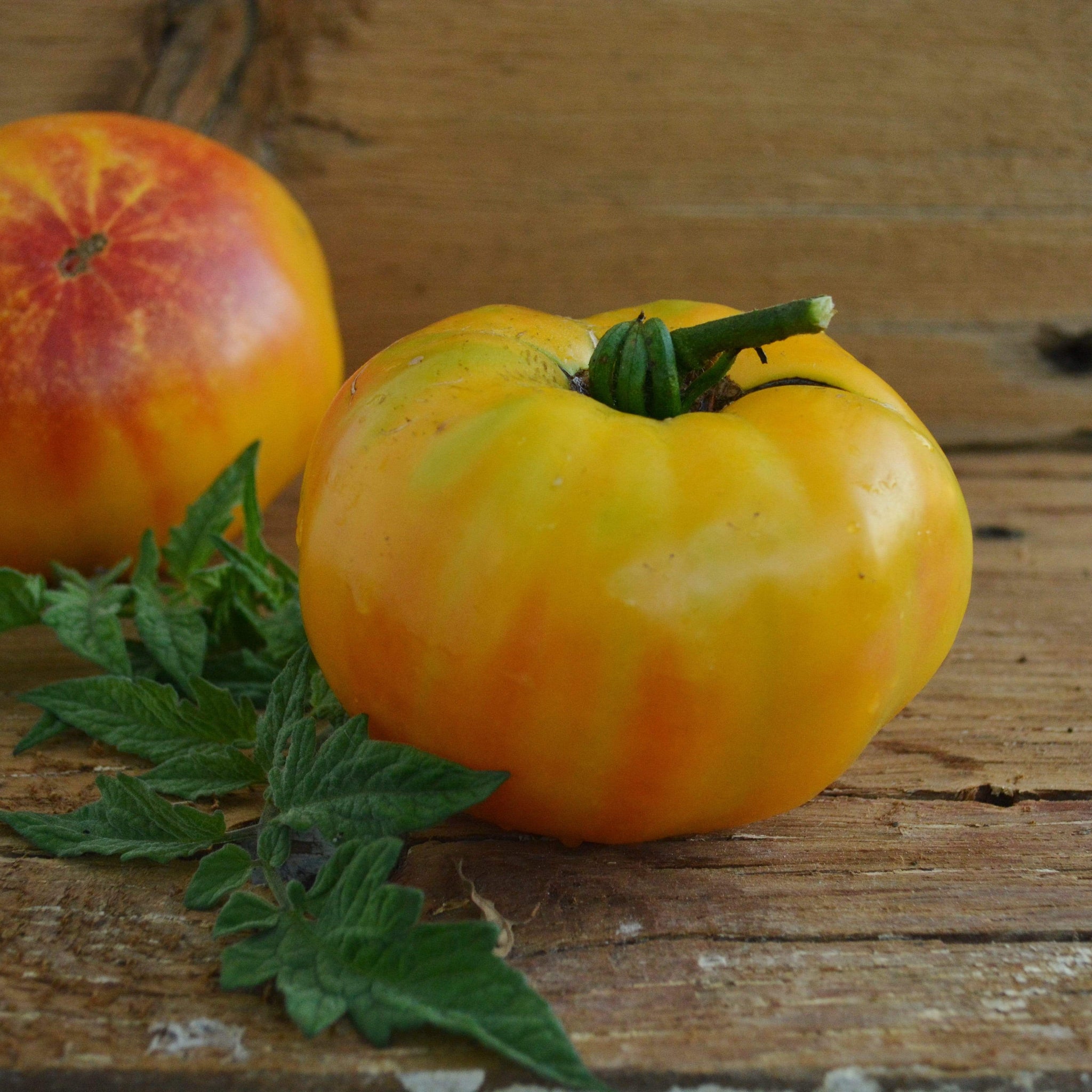 Gold Medal Tomato Thresh Seed Co