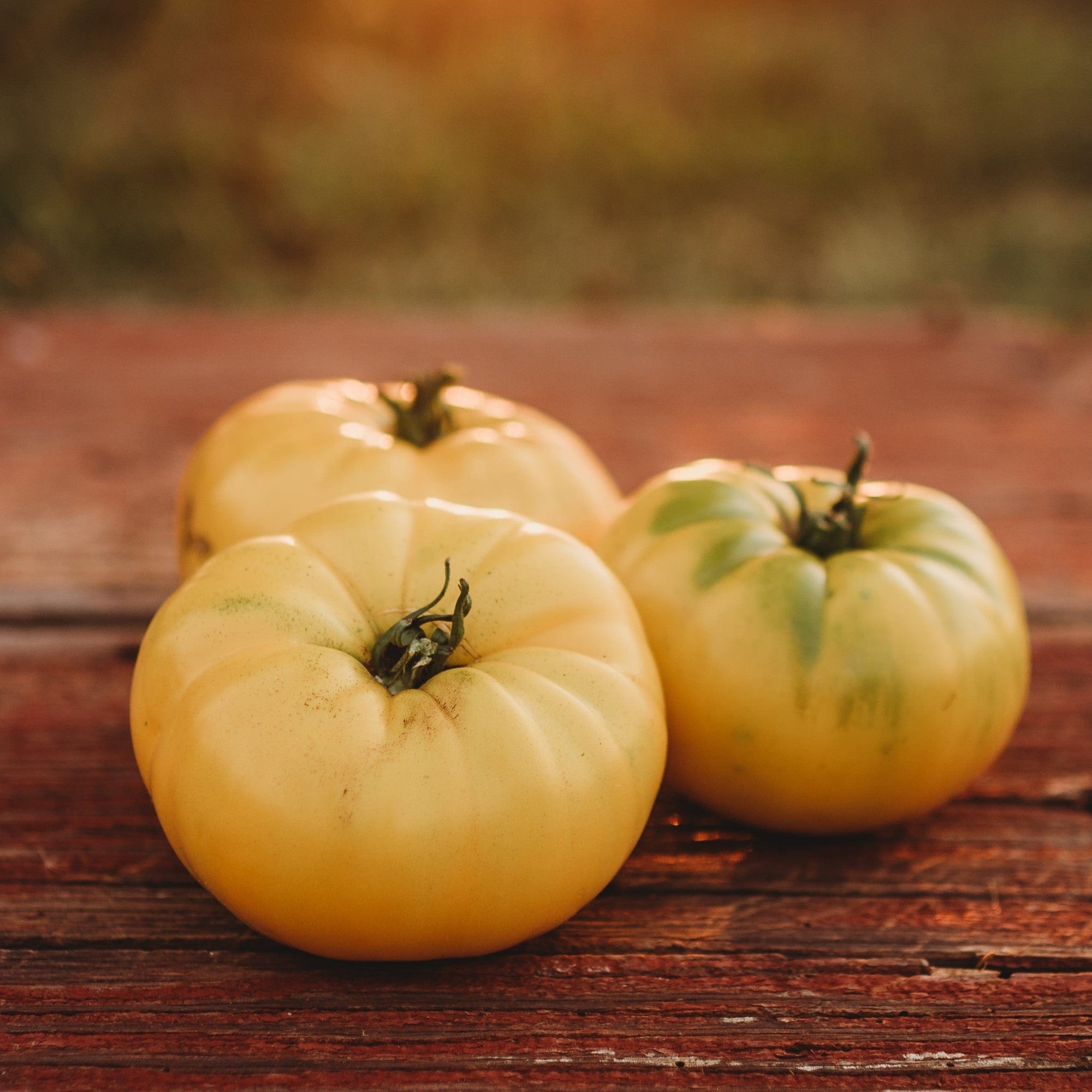 Chocolate Stripes Tomato Seeds Heirloom Extra Sweet Beefsteak