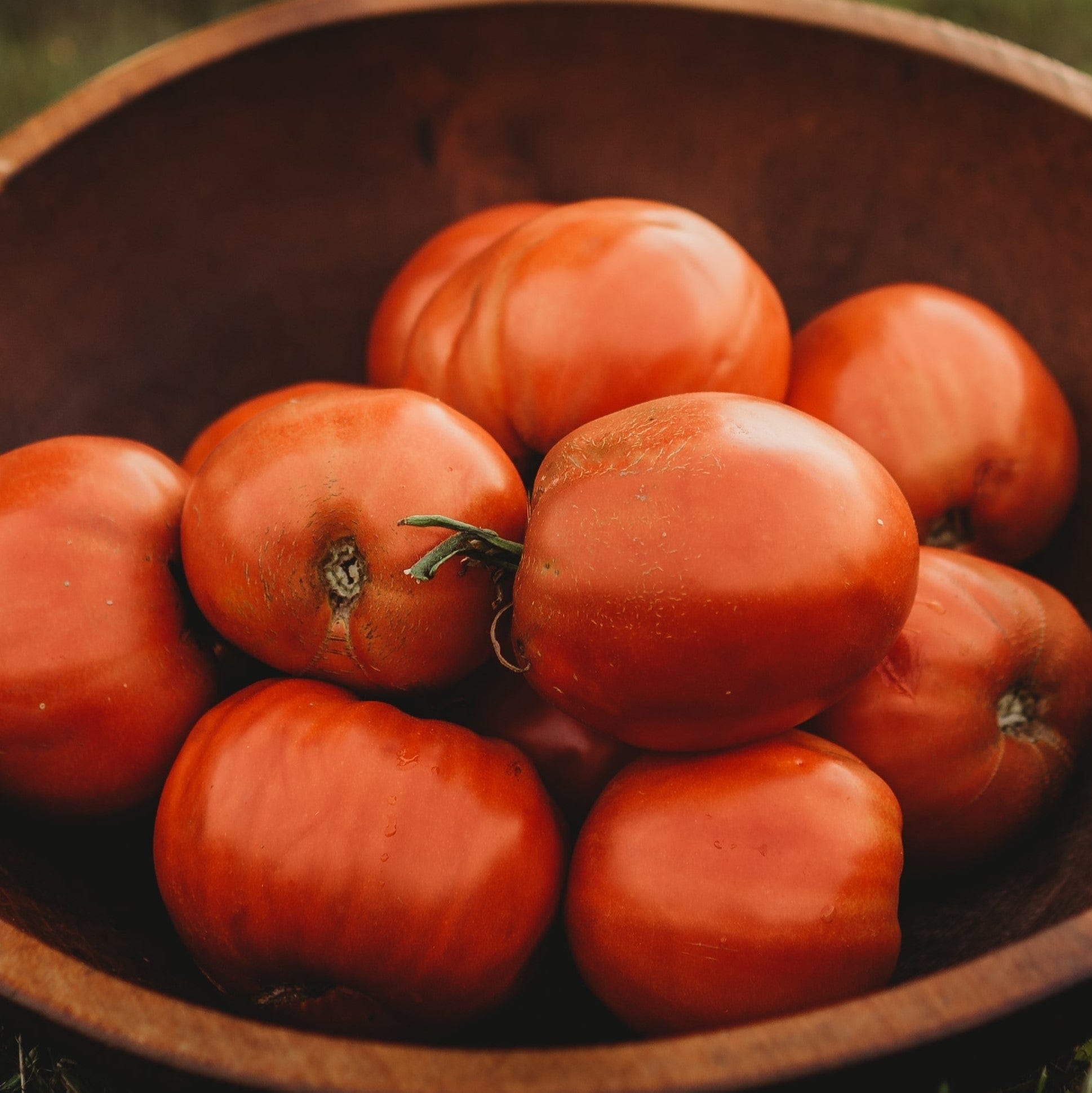 Italian Heirloom Tomato Thresh Seed Co