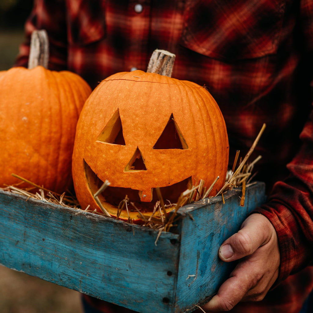 Jack O Lantern Pumpkin Thresh Seed Co