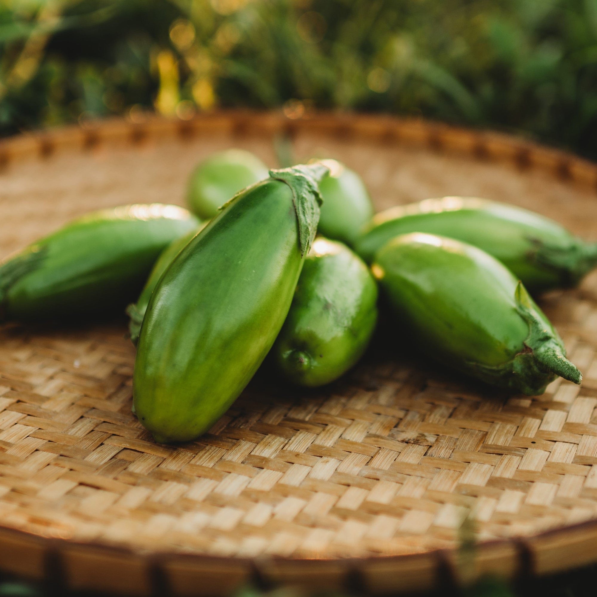 Brazilian Red Eggplant Solanum gilo – Smart Seeds Emporium