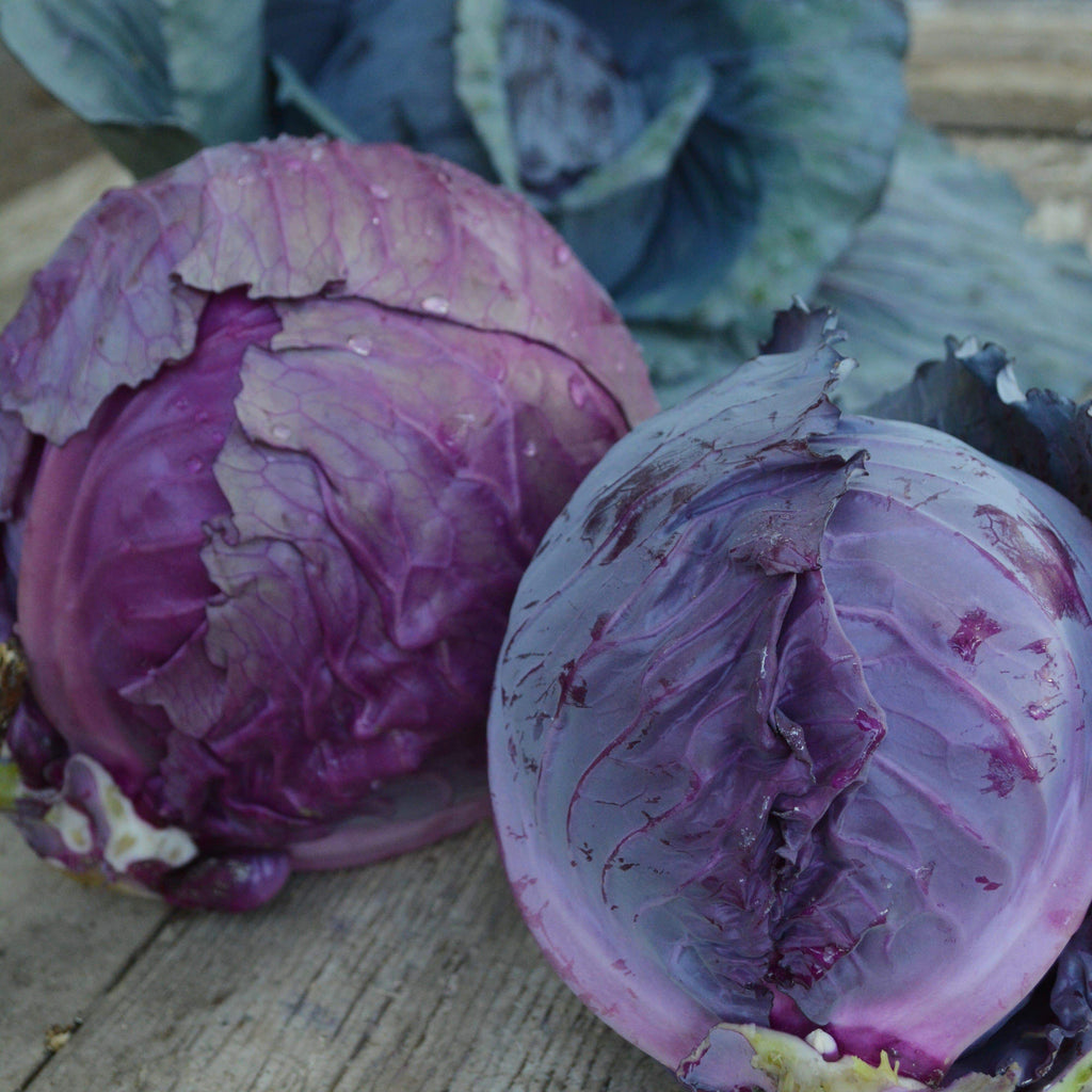 Red Acre Cabbage – Thresh Seed