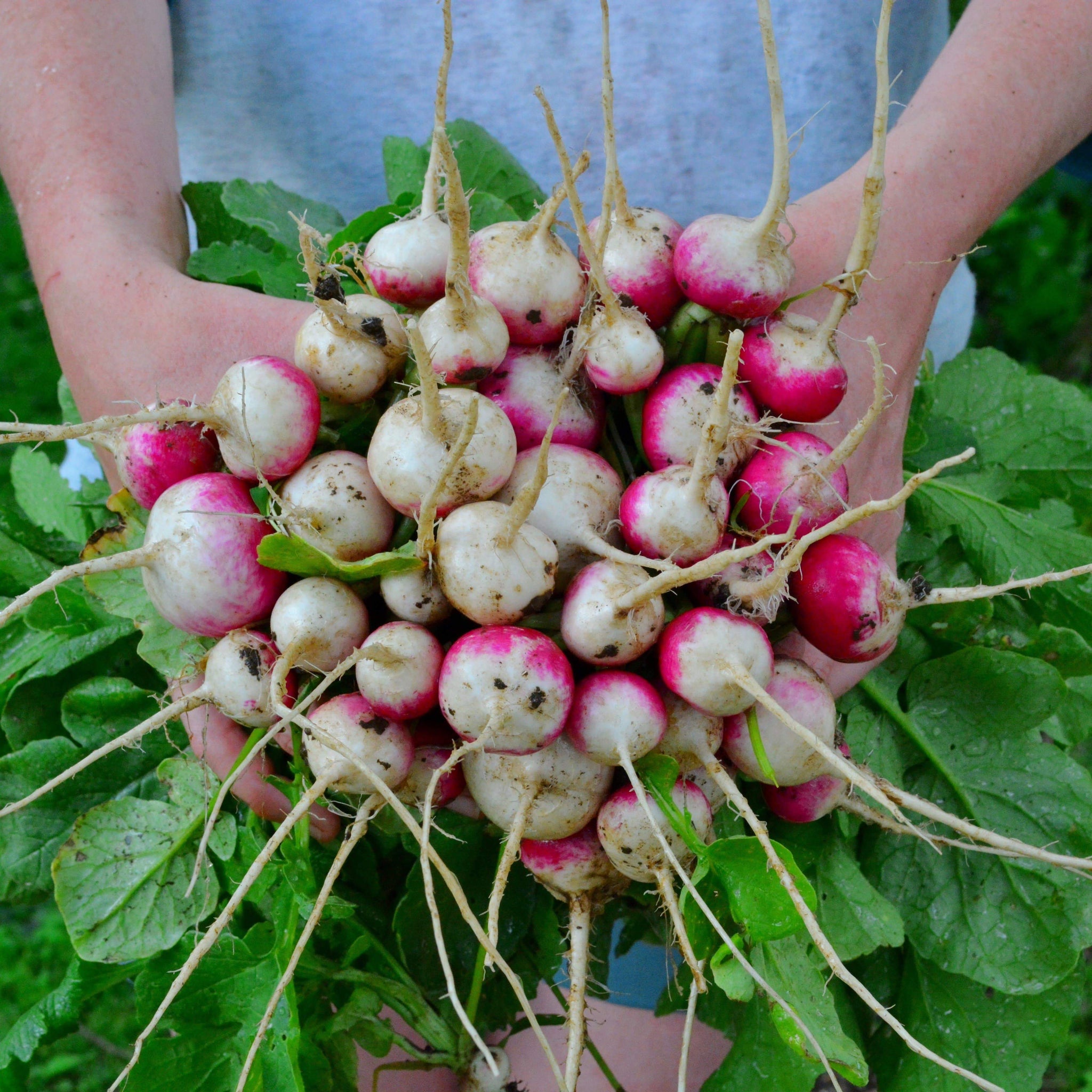 Sparkler White Tip Radish Thresh Seed Co.