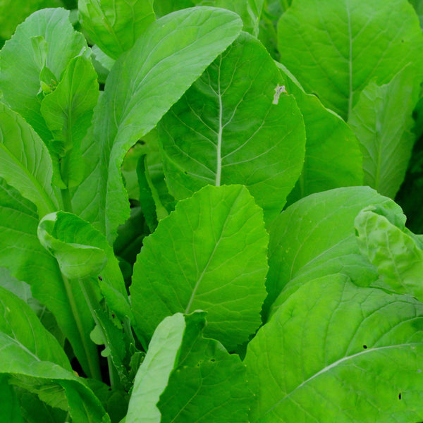 Tendergreen Spinach Mustard – Thresh Seed Co.