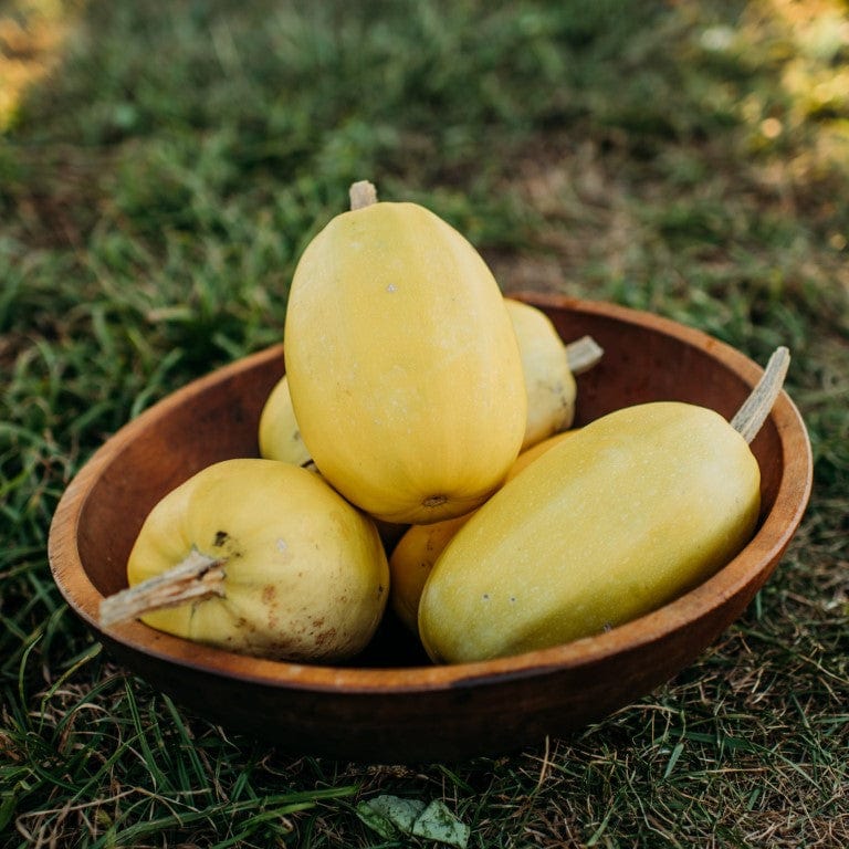 Vegetable Spaghetti Squash Thresh Seed Co