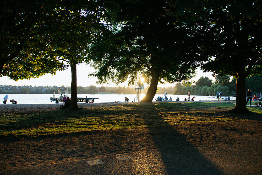 Sun shining through trees at the beach