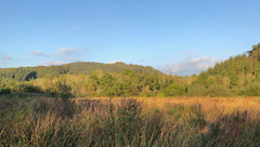 view across our woodland