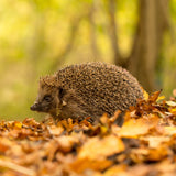 European hedgehog