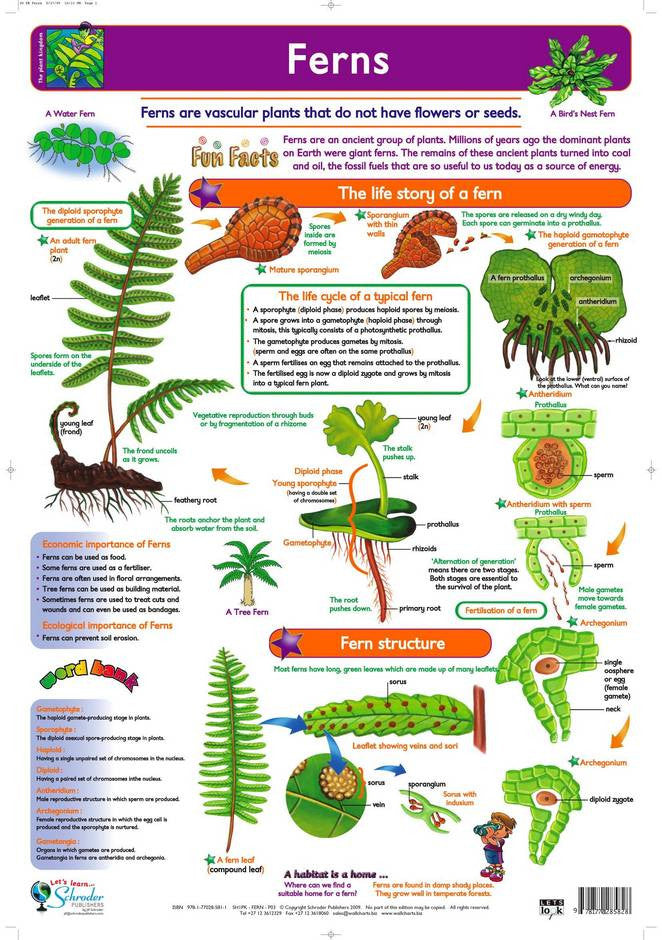 Chart Ferns Rutland Industries 6730