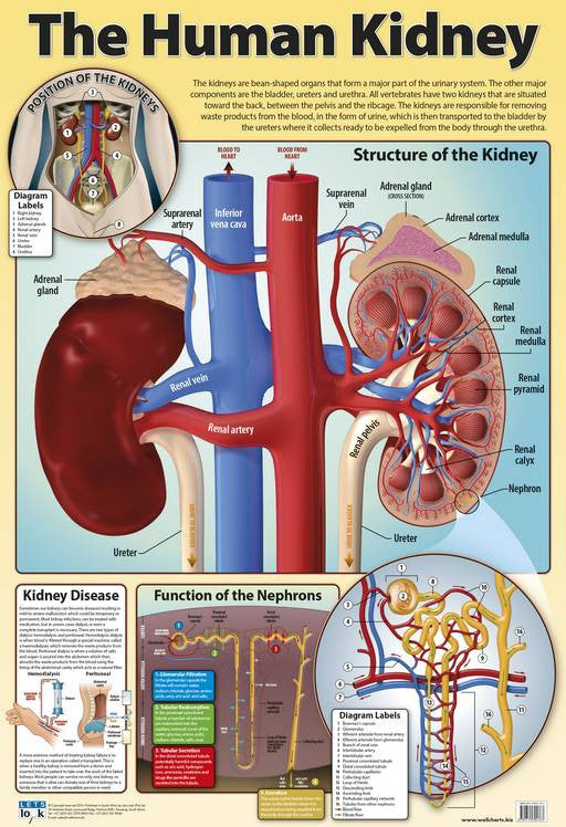 Kidney Flow Chart
