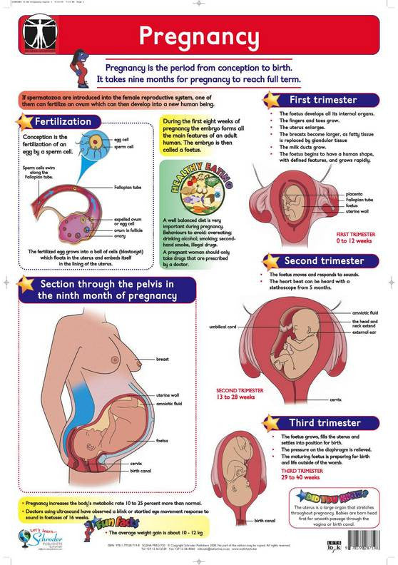 Chart Pregnancy Rutland Industries 