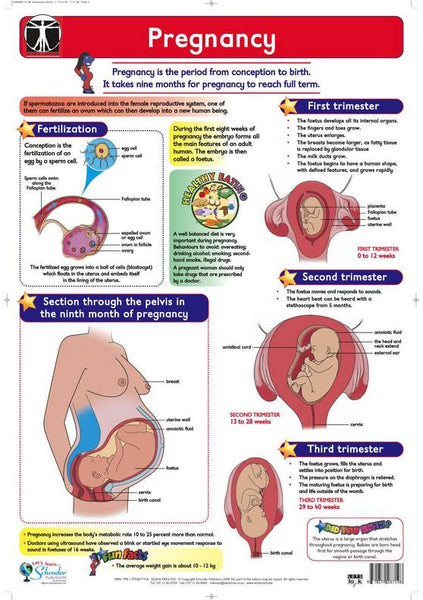 Chart Pregnancy Rutland Industries 6333