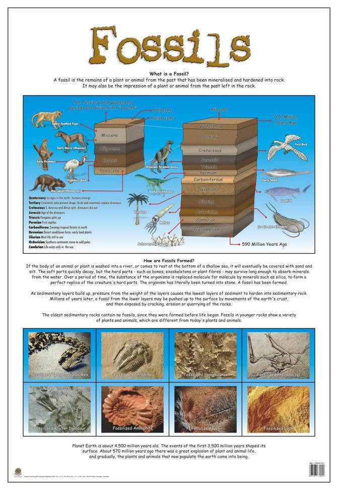 Identifying Fossils Chart