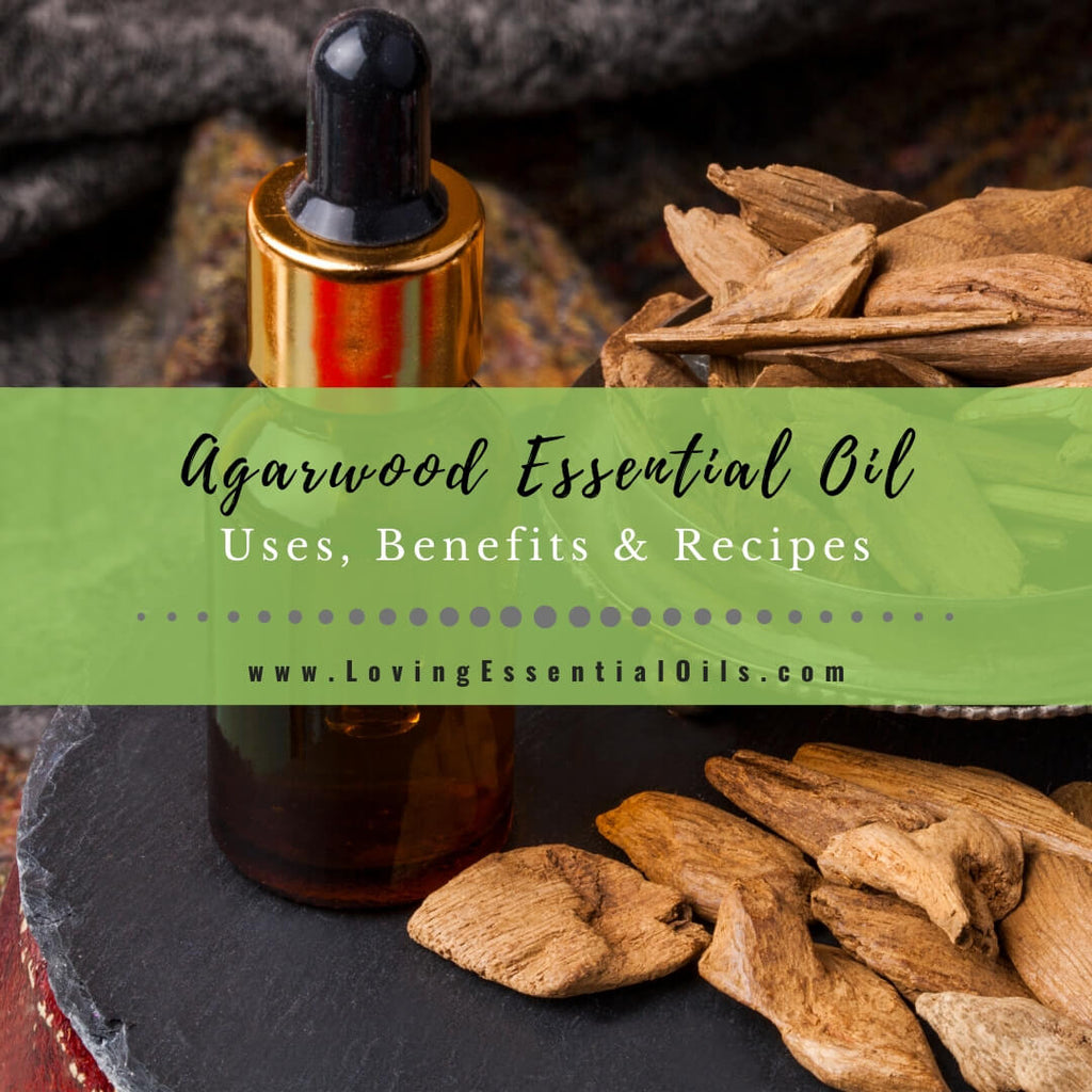 Agarwood Essential Oil Benefits and Uses - Oud Oil Spotlight