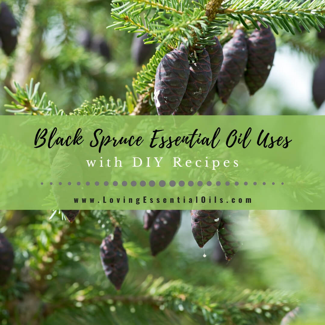 Black Spruce Essential Oil Recipes Uses And Benefits Spotlight 7083