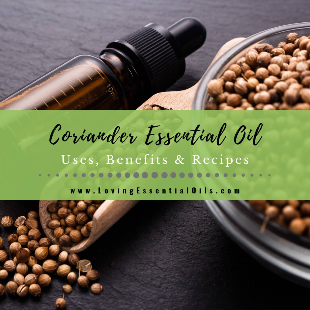 Coriander Essential Oils Uses Benefits Recipes Eo Spotlight