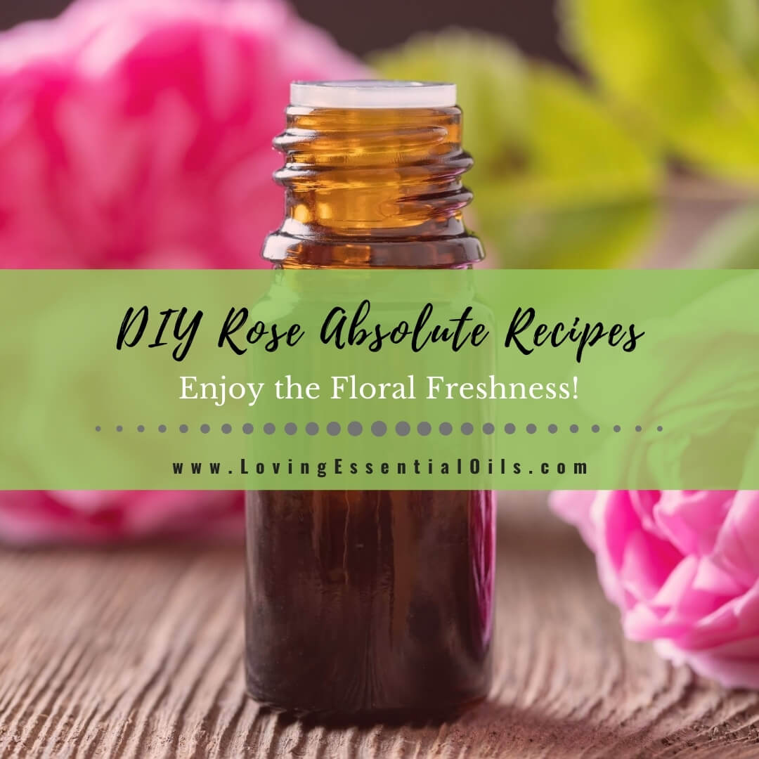 10 Rose Absolute Essential Oil Recipes Diy Aromatherapy Blends