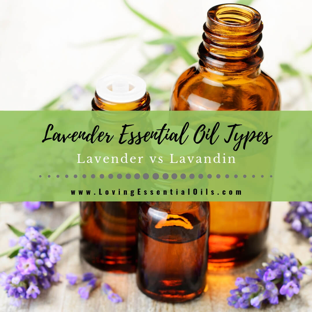 Lavender Essential Oil - The Idea Room