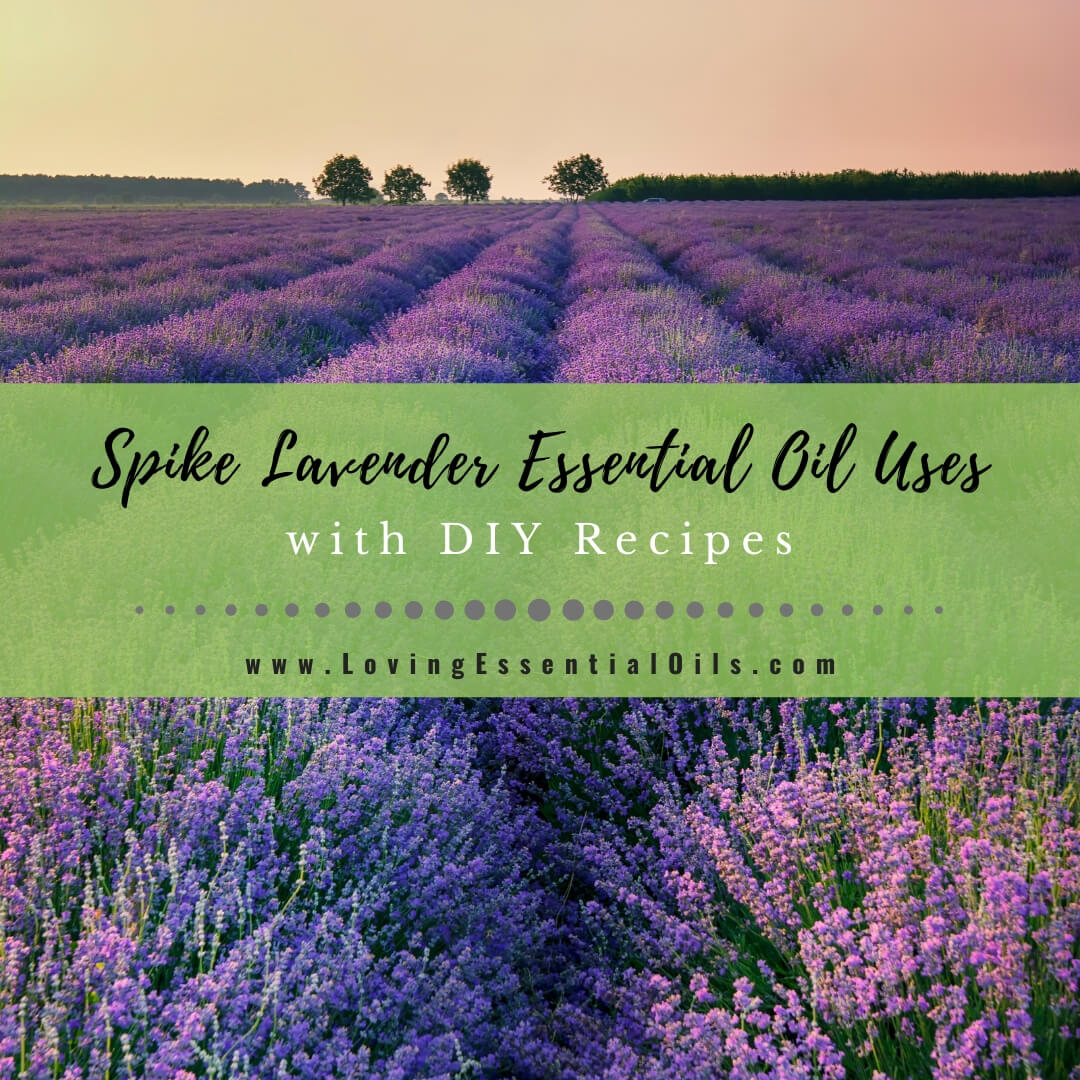 Lavender Spike Essential Oil Profile