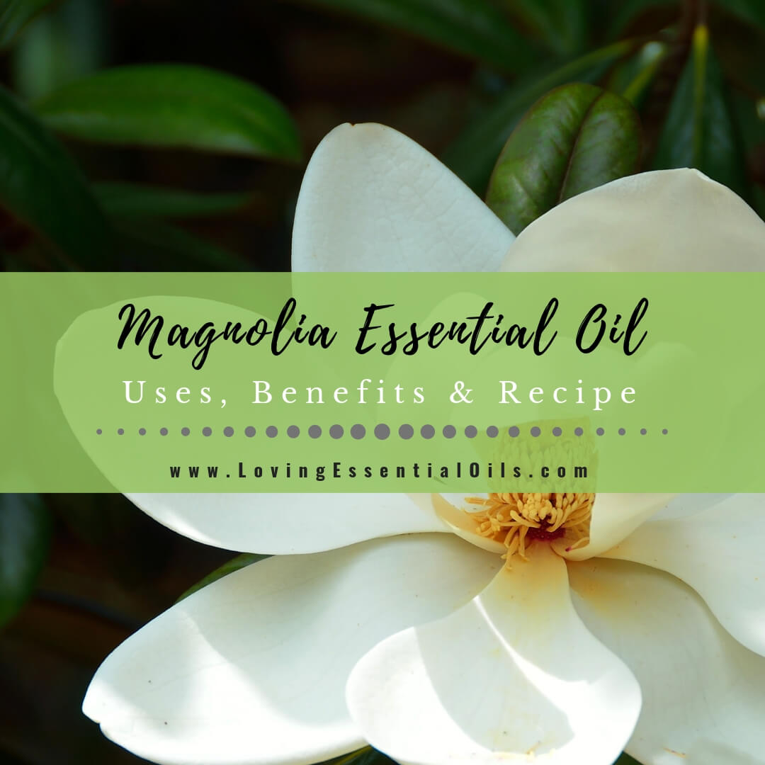 Natural et pure Magnolia Essential Oil