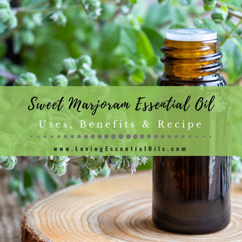 Oregano Essential Oil Uses Benefits Recipes Free Guide