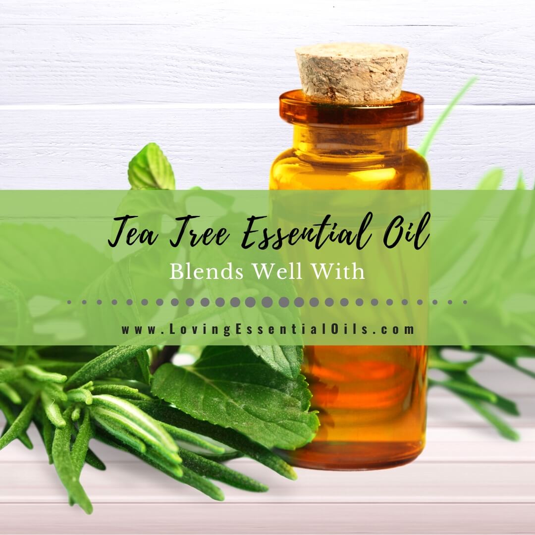 Tea Tree Essential Oil - Aromatics International