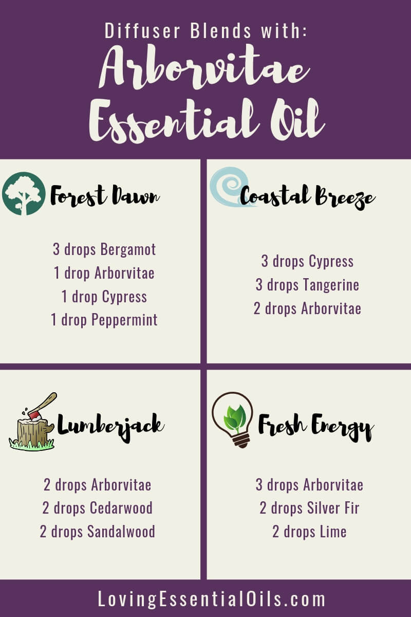 Arborvitae Oil Uses, Benefits & Recipes doterra - EO Spotlight by Loving Essential Oils | Arborvitae Diffuser Blends