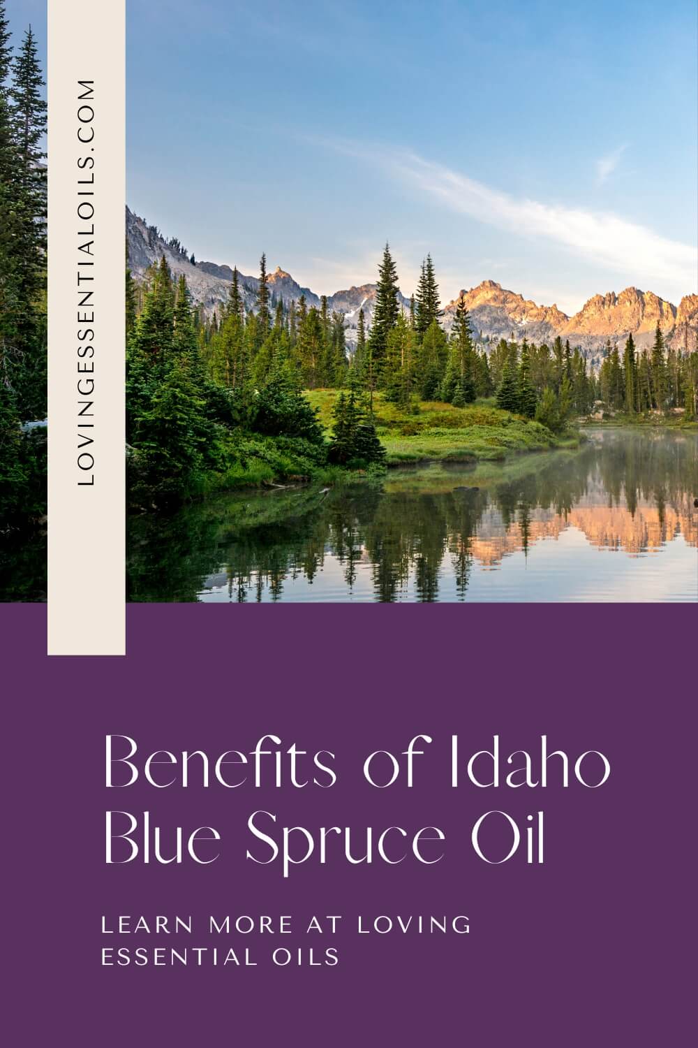Benefits of Idaho Blue Spruce Oil by Loving Essential Oils