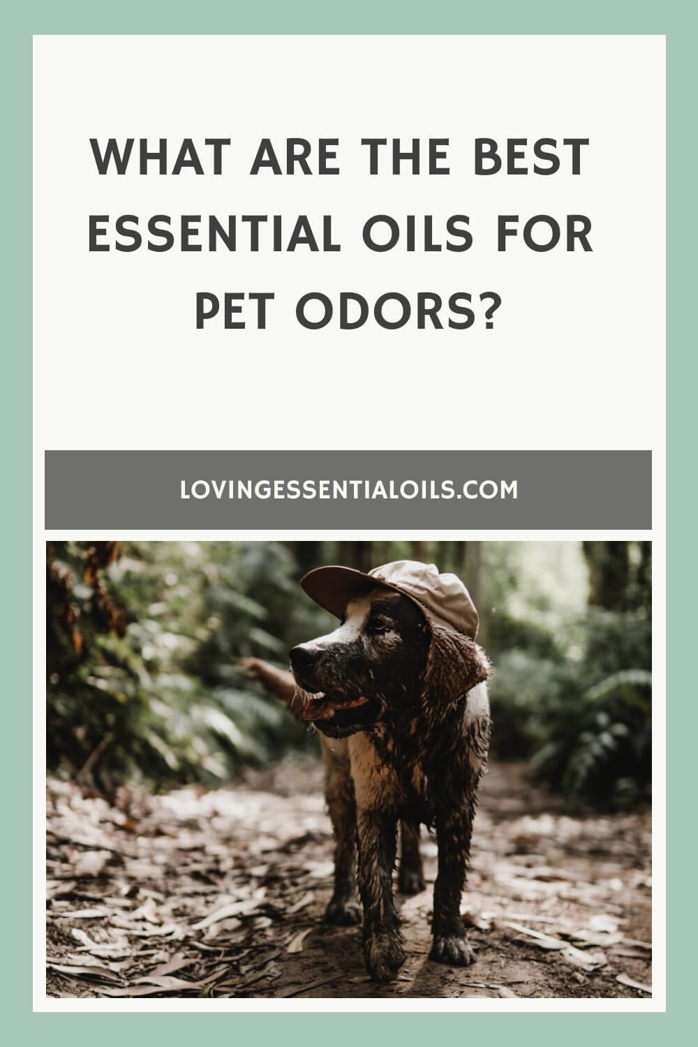 Best Essential Oils for Pet Odors