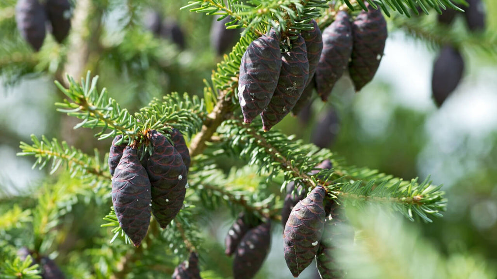 Black Spruce Essential Oil Blends Well With by Loving Essential Oils