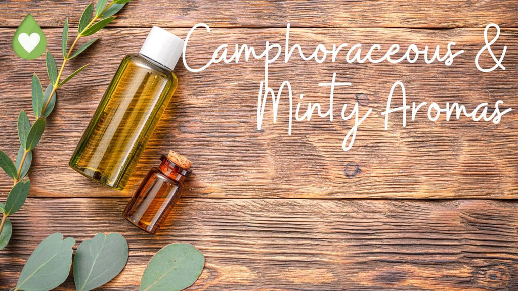 Mint and Camphoraceous Aromas with essential oil categories chart by Loving Essential Oils