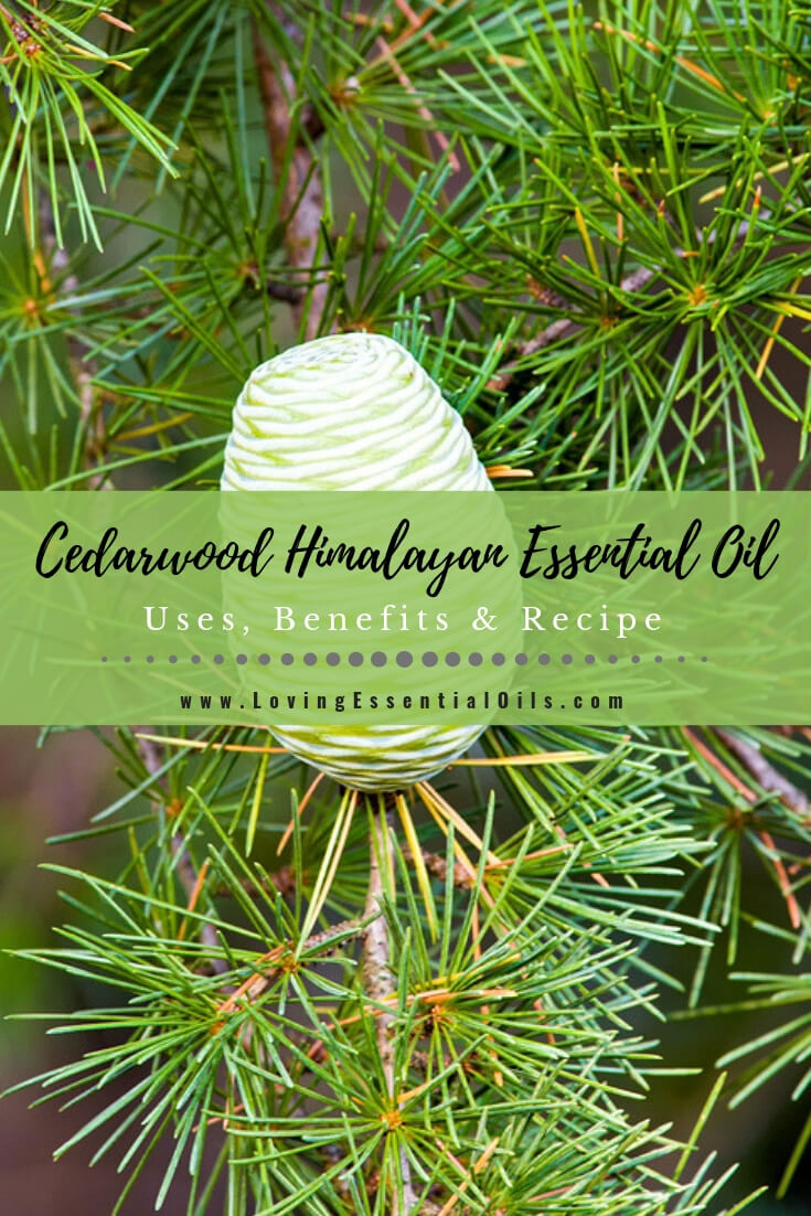 Himalayan Cedarwood Essential Oil Uses and Benefits - DIY Recipes by Loving Essential Oils