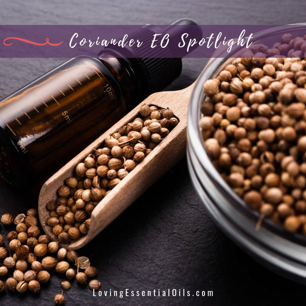 Coriander Blends Well With - Essential Oil Spotlight by Loving Essential Oils